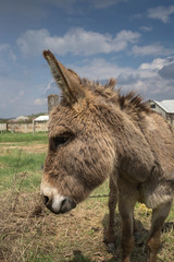 Portrait of a donkey.