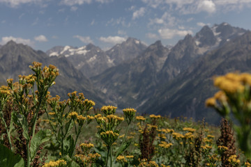 Fototapeta premium yellow flowers in the mountains