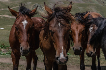 Fototapeta na wymiar Wild horses in the mountains
