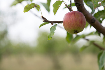 One Single red apple.