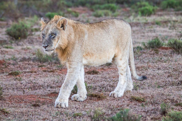 white lion