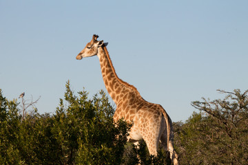 giraffe in africa