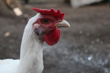 Twin white chickens on the yard of the house