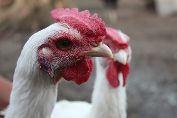 Twin white chickens on the yard of the house
