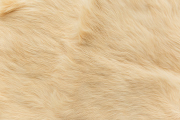 beige rabbit fur Texture, animal skin background