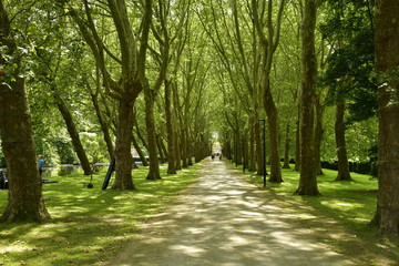 Promenade ombragée entre deux ranger d'arbre au domaine du château Coloma à Sint-Pieter-Leeuw