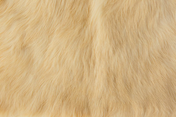beige rabbit fur Texture, animal skin background