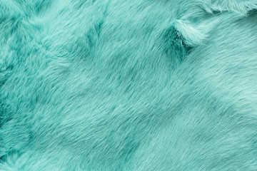 turquoise dyed rabbit fur Texture, animal skin background