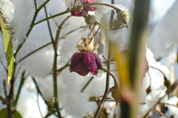 The solo pink rose bud hanging from the froze plant in the winter sun. 