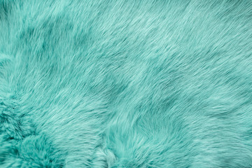 turquoise dyed rabbit fur Texture, animal skin background