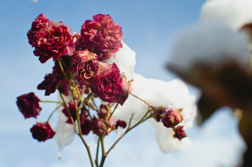 A frozen and snow covered bundle or roses in the garden. 
