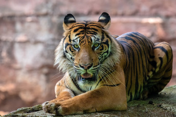 Fototapeta na wymiar Big adult sumatran tiger with sharp eyes