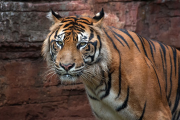 Fototapeta na wymiar Big adult sumatran tiger with sharp eyes