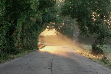 Sunlight beams through trees at the curve of a road in Tuscany © Timon
