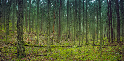 Obraz premium Mystical green forest landscape in Lithuania