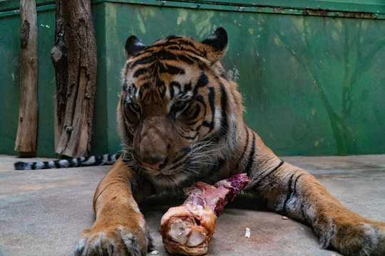 Tiger Eat Fresh Red Meat In A Zoo