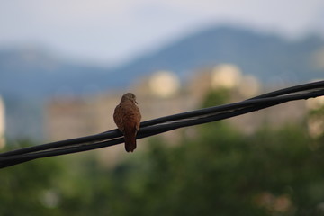 Bird on wire