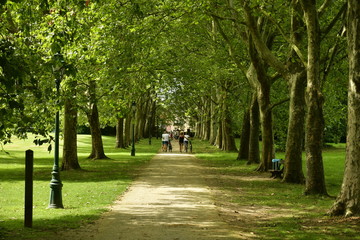 Promenade ombragée entre deux ranger d'arbre au domaine du château Coloma à Sint-Pieter-Leeuw