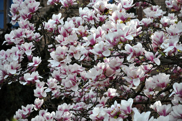 Magnolia flower bloom on background of blurry Magnolia flowers on Magnolia tree.