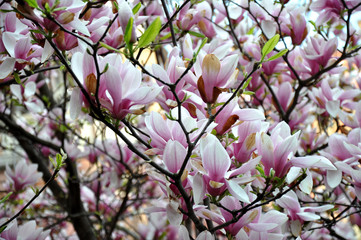 Magnolia flowers. Lot of flowers bloom between branches