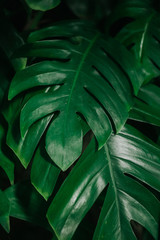 Obraz na płótnie Canvas abstract background of green leaves