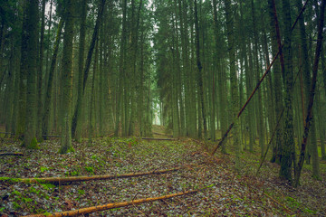 Mystical green forest landscape in Lithuania