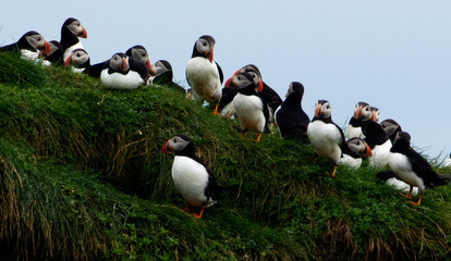 Puffins on the Isle of Canna in Scotland