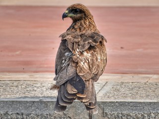 hawk in flight
