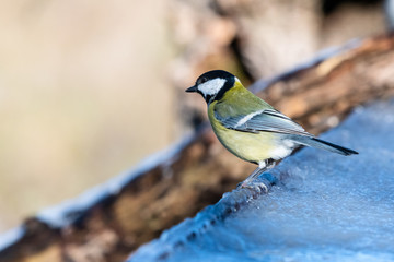 Fototapeta premium Cinciallegra