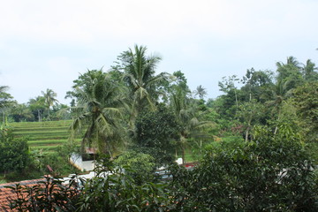 garden in Sukabumi