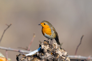 Pettirosso