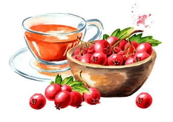 Hawthorn homemade hot tea and Bowl with Hawthorn berries. Watercolor hand drawn illustration, isolated on white background