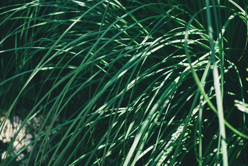 Tropical green grass background. Beautiful trendy background.