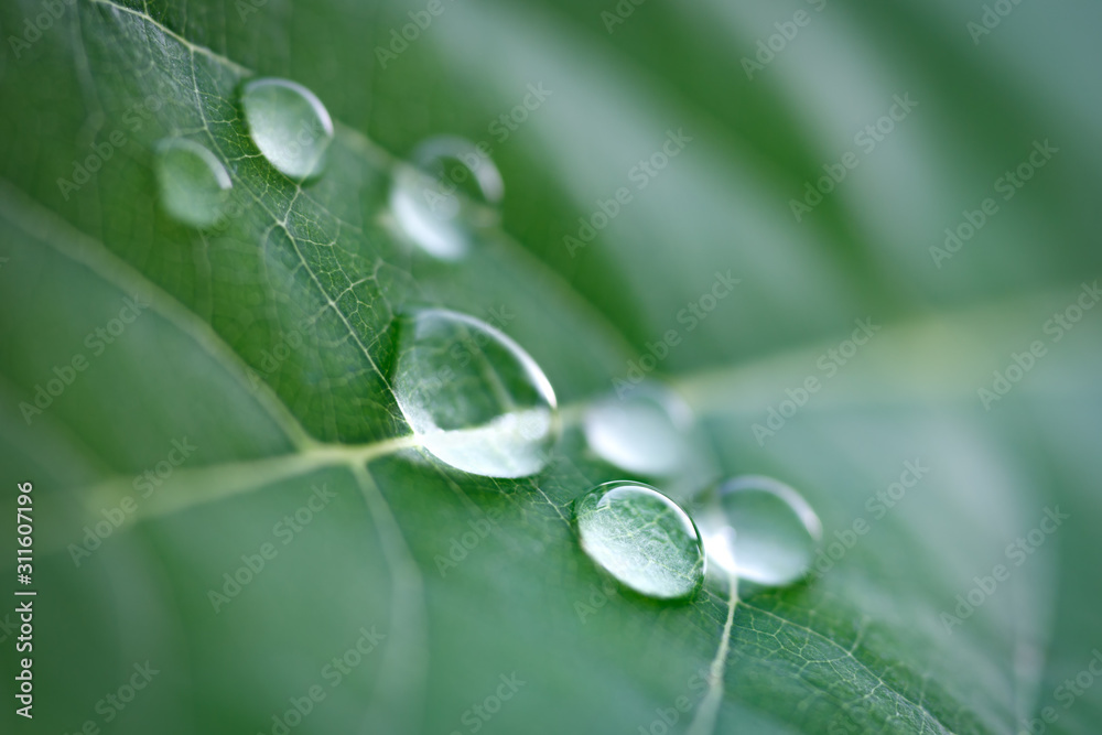 Poster large beautiful drops of transparent rain water on a green leaf macro. drops of dew in the morning g