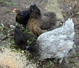 groupe de poules et poussins dans le jardin