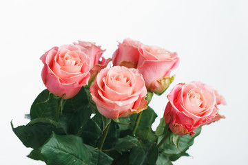 pink roses bouquet, white background