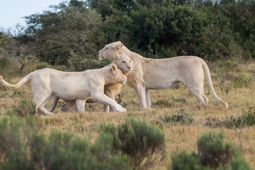 Naklejka na ściany i meble lioness and cubs. White lions