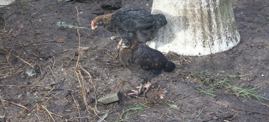poussin noir de marans de 2 mois, isolé dans le jardin  © Patryssia