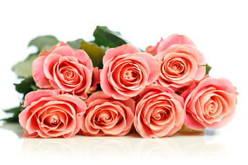 bunch of pink roses, white background