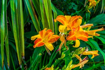 Foto op Canvas hemerocallis frans hals, Dutch cultivar specie of the daylily, popular colorful garden flowers © Charlotte B