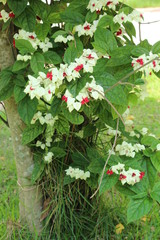 Flor  Branca  Vermelha