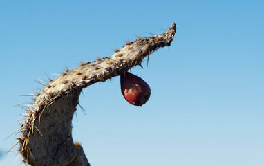 (Opuntia ficus-indica) Dunkelrot obst von Kaktusfeige aus der Nähe
