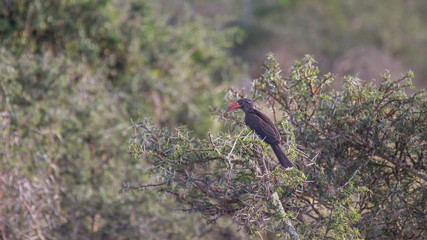 crowned hornbill in africa
