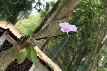 Orquídea IV