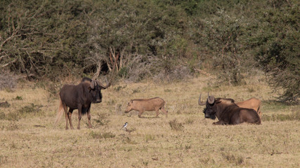 Naklejka na ściany i meble wildebeest and warthog