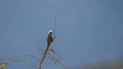 mousebird on a branch