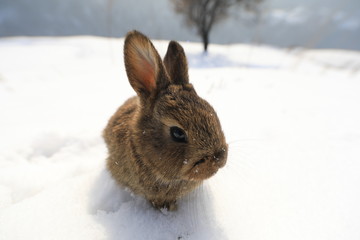 portrait of wild brown little hare in the snow