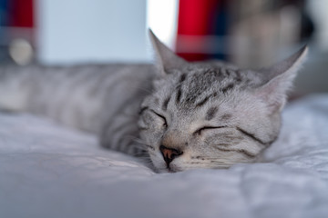 Wisky, gatto bianco e nero tigrato, adorabile e coccoloso compagno di vita 