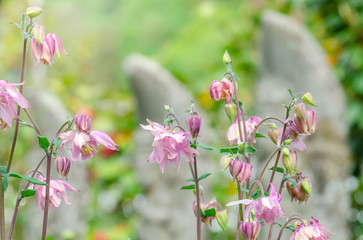 オダマキの花