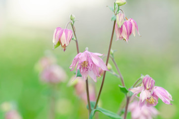 Obraz premium オダマキの花